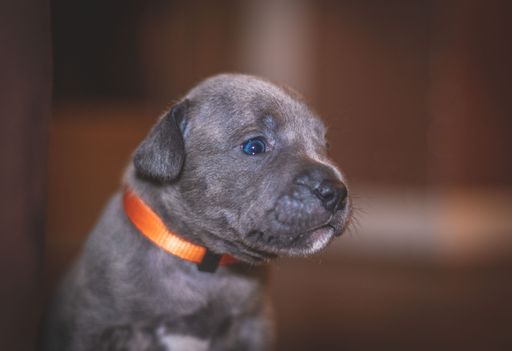 A closeup shot of an American bully puppy looking down in a room with blurry background