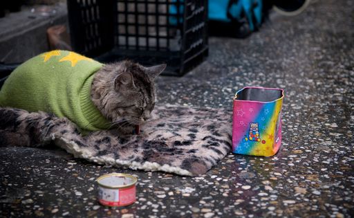 A street cat in green shirt eating from colorful can