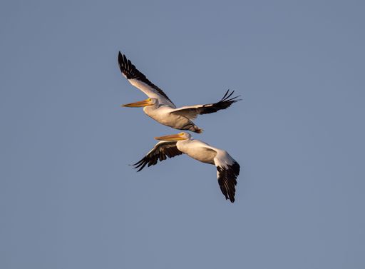 A closeup shot of great pelicans flying in the blue sky