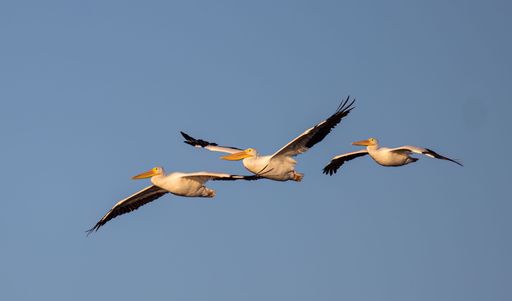 A closeup shot of great pelicans flying in the blue sky