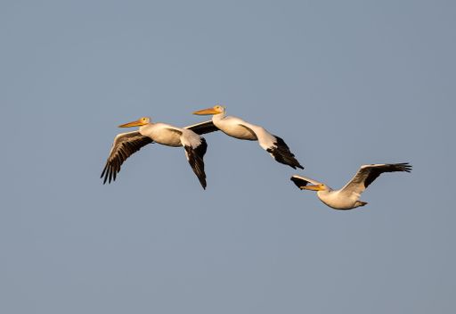A closeup shot of great pelicans flying in the blue sky