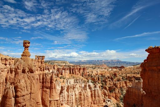 A landscape view of a single tree in Grand Canyon