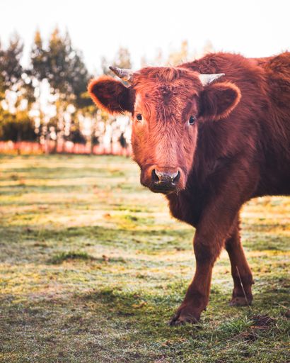 A vertical shot of a cow on a blurred background