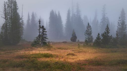 A beautiful day at a foggy alpine meadow, with bright dried grasses and coniferous trees against the fog.