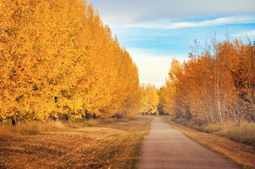 The scenic view of a pathway through the trees on a sunny autumn day