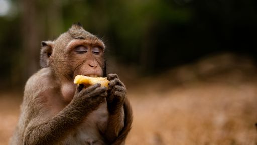 A shallow focus shot of monkey enjoying eating fruit in the forest