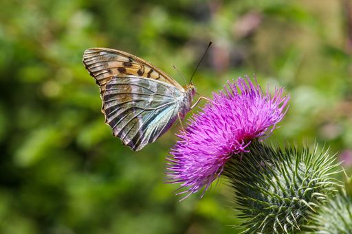 A closeup of a beautiful butterfly on a thistle with blurred background