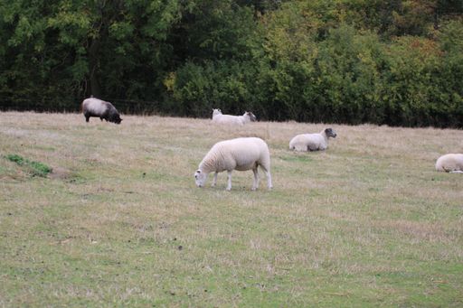 An aerial view of flock of sheep grazing in greenery field