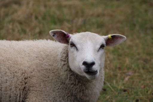 A closeup of white sheep head