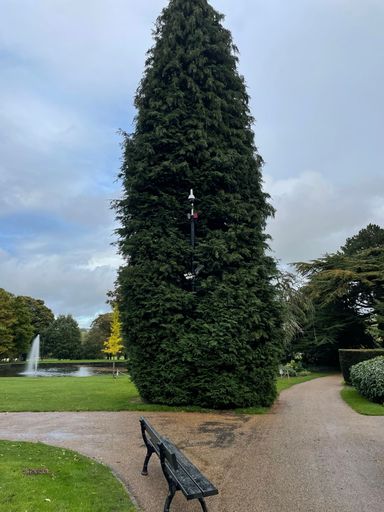 A vertical closeup of a high bushy tree in a park surrounded by greenery