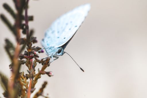 A closeup of a small butterfly on the flower