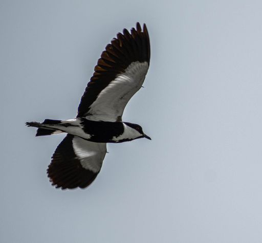 A closeup shot of a spur-winged lapwing bird flying in the clear sky with its wings wide open