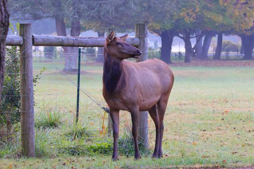 A closeup shot of a Roosevelt elk