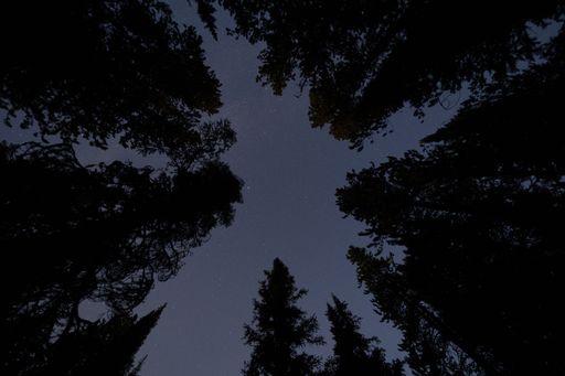 A low-angle shot of the silhouette of tall pine trees under a starry blue night sky.