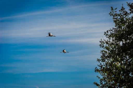A low-angle shot of a couple of Stork birds flying against a cloudy blue sky
