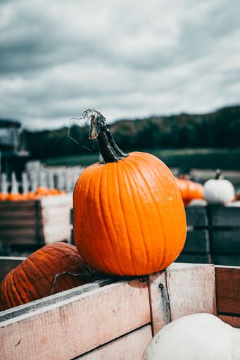 A beautiful shot of a large pumpkin