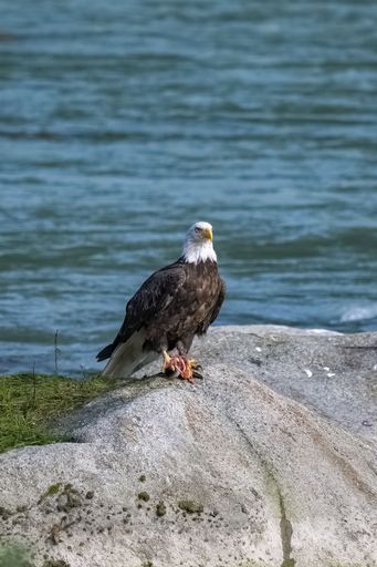 A bald eagle standing on a rock in Alaska, eating a salmon
