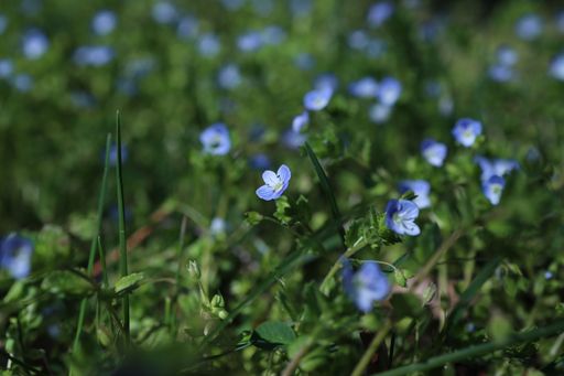 A closeup shot of blooming blue wildflowers on a field