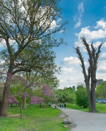 A vertical shot of trees along a path at Lincoln Park in Chicago