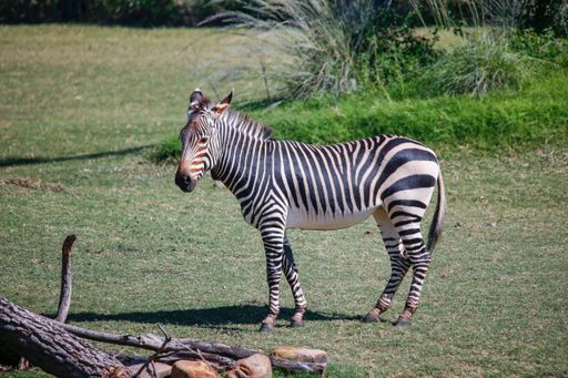 A beautiful zebra standing in a field surrounded by bright green bushes and grass in a park