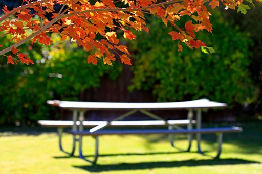A selective focus shot of a table and bench seat under a maple tree
