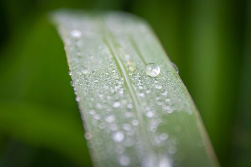 Wassertropfen sammeln sich auf einem gruenen Blatt - Water drops gather on a green leaf