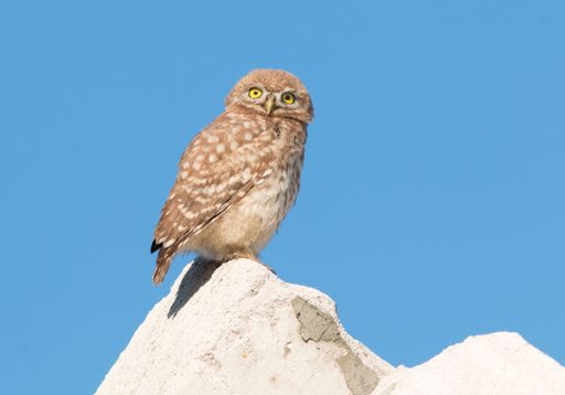 A closeup shot of a brown little owl perched on a rock on a blue sky background