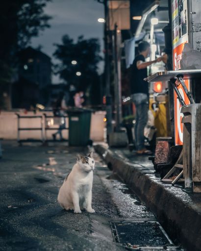 A vertical shot of a white street cat