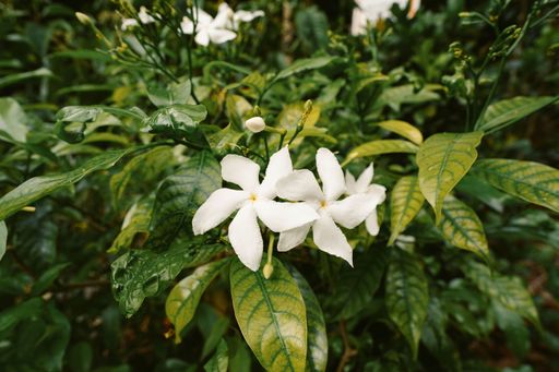 A closeup shot of white flower standing out in sea of leaves in a park in Singapore