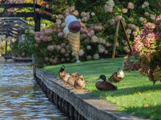 A  closeup shot of the mallard ducks in the park. Giethoorn, Overijssel, Netherlands