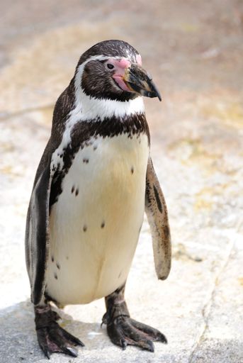 A happy, Humboldt penguin walking in the zoo, vertical, close-up