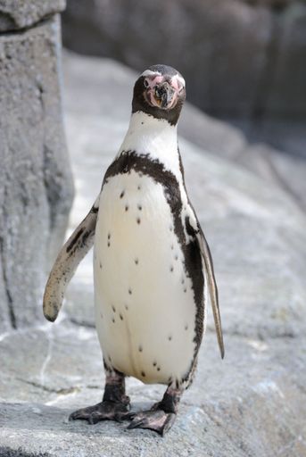 A happy, Humboldt penguin walking in the zoo, vertical, close-up