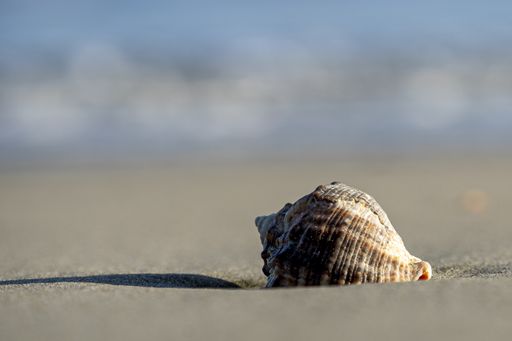 A closeup shot of a seashell on the sandy beach on blurred background