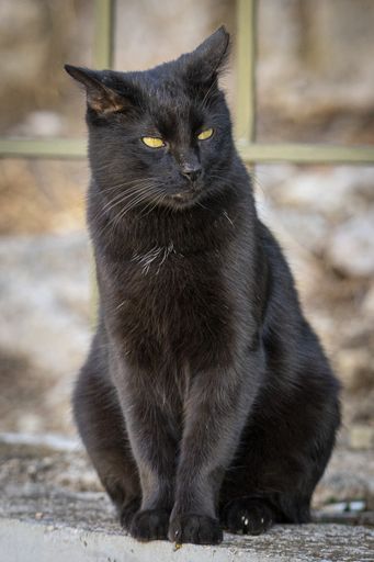 A closeup shot of a cute black cat on blurred background