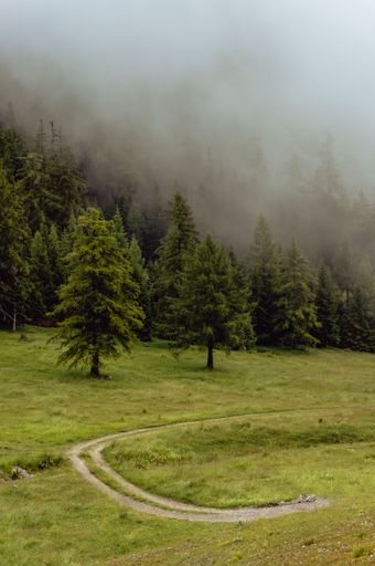 A vertical shot of a mountain slope with dense spruce forests covered by clouds