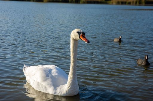 A closeup shot of a white swan on the lake with its children in the background