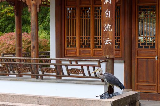 A Gray heron standing under Chinese sign in the foreground of an Asian house