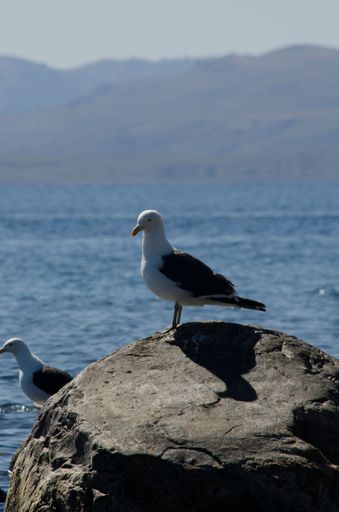 A vertical shot of seagulls on a stone in Nahuel Huapi lake, Argentina