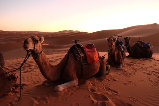 A row of tourism camels sitting on a desert at sunset