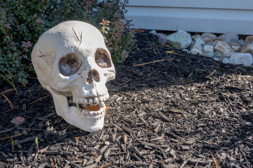 A closeup of fake human skull on ground of a house garden near plants