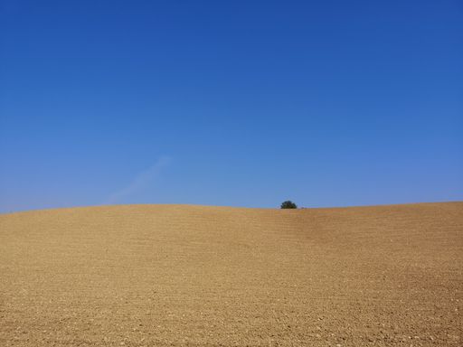 A closeup of an empty steppe with a small bush on the background
