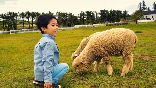 A little boy with two sheep in the field