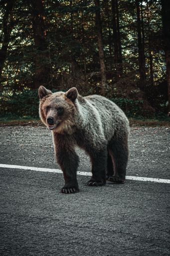 A vertical shot of a grizzly bear on the side of the road during sunset