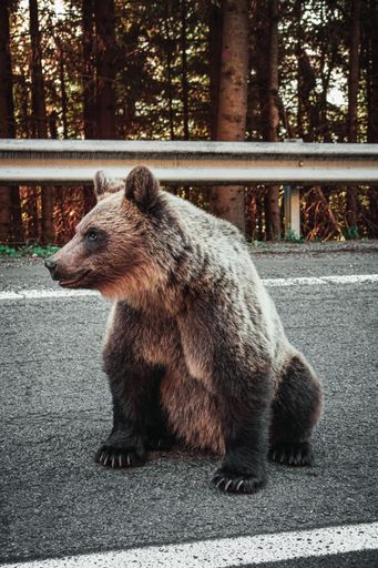 A vertical shot of a grizzly bear on the side of the road during sunset