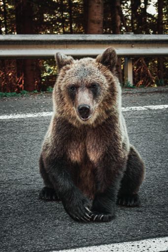 A vertical shot of a grizzly bear on the side of the road during sunset