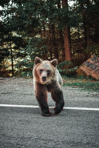 A vertical shot of a grizzly bear on the side of the road during sunset