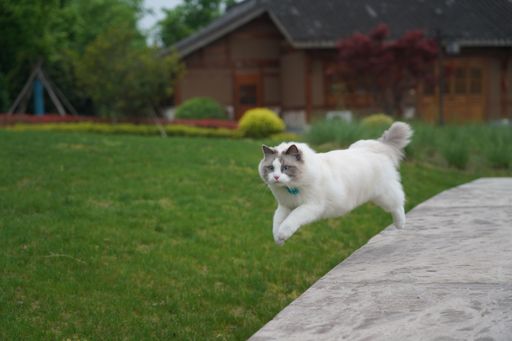 A closeup shot of a white furry cat jumping in the air