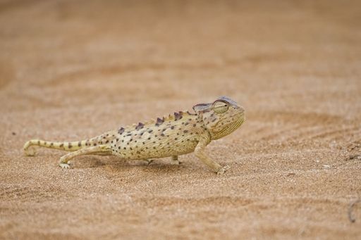 Namaqua Chameleon, Chamaeleo namaquensis, standing on the sand in the Namib desert