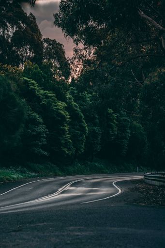 A vertical shot of a street in a dark forest in the evening