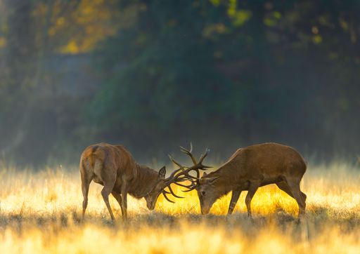 A view of deer fighting in field